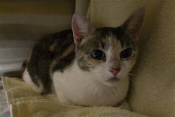 SHERBERT -  Domestic Short Hair Cat for Adoption in Derwood, Maryland - SHERBERT | PetCurious