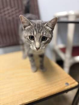 Gristol -  Domestic Short Hair Cat for Adoption in Mineral Point, Wisconsin - Gristol | PetCurious