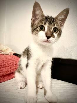 Princess Kate -  Domestic Short Hair Cat for Adoption in Seal Beach, California - Princess Kate | PetCurious