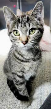 Rescue Domestic Short Hair Cats for Adoption in New Berlin, Wisconsin - Autumn (f) & Gusty (m) | PetCurious