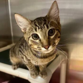 Bigfoot -  Domestic Short Hair Cat for Adoption in Walnut Creek, California - Bigfoot | PetCurious