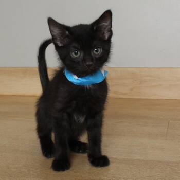 Domestic Short Hair Cats Available for Adoption in Minnetonka, Minnesota - Rabbit C69557 | PetCurious