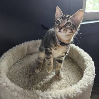Miele Yaps 56482 -  Domestic Short Hair Cat for Adoption in Eaton Rapids, Michigan - Miele Yaps 56482 | PetCurious
