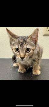 Rescue Domestic Short Hair Cats for Adoption in Great Bend, Kansas - RC | PetCurious