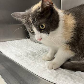Remedy-C -  Domestic Short Hair Cat for Adoption in East St. Louis, Illinois - Remedy-C | PetCurious
