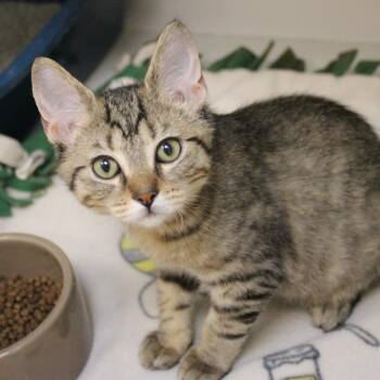 Domestic Short Hair Cats Available for Adoption in Champaign, Illinois - Hoop | PetCurious