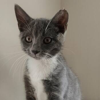 SMOKE -  Domestic Short Hair Cat for Adoption in Charlotte, North Carolina - SMOKE | PetCurious