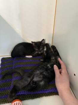 Jadzia -  Domestic Short Hair Cat Available for Adoption in Alafaya, Florida - Jadzia | PetCurious