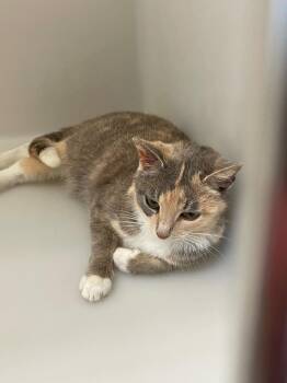 Domestic Short Hair Cats Available for Adoption in Columbia, Tennessee - Brenda | PetCurious