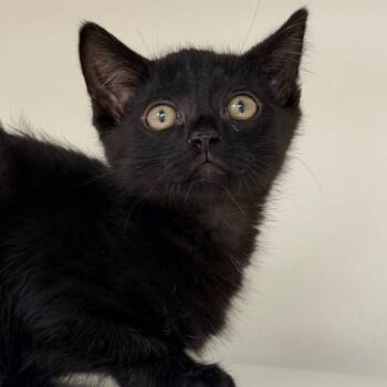 Eustace -  Domestic Short Hair Cat Available for Adoption in Champaign, Illinois - Eustace | PetCurious