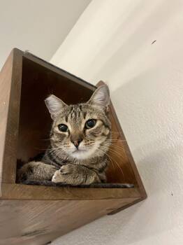 Rescue Tabby Cats for Adoption in Jackson, California - Lenny | PetCurious