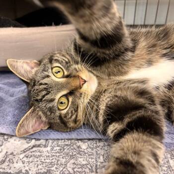 Crowley -  Domestic Short Hair Cat for Adoption in Marshall, Virginia - Crowley | PetCurious