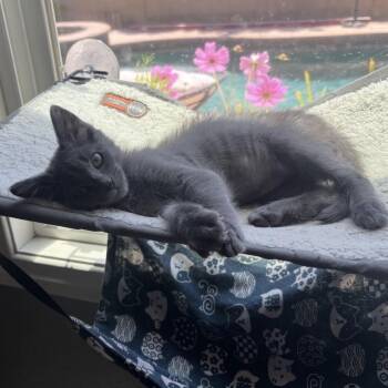 Square -  Domestic Short Hair Cat for Adoption in Westminster, California - Square | PetCurious