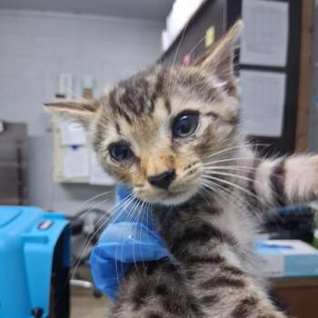 Dylan -  Domestic Short Hair Cat for Adoption in Summerville, South Carolina - Dylan | PetCurious