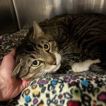 Domestic Short Hair Cats Available for Adoption in York, Pennsylvania - The God Father | PetCurious