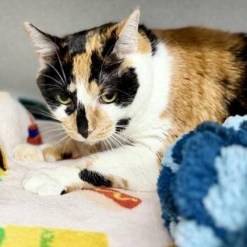 Maple -  Domestic Short Hair Cat for Adoption in Atlanta, Georgia - Maple | PetCurious