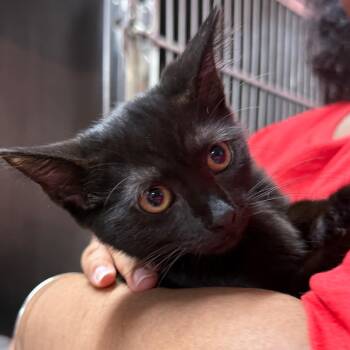 Bubble -  Domestic Short Hair Cat for Adoption in Buffalo, New York - Bubble | PetCurious