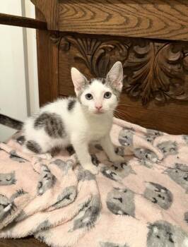Inman -  Domestic Short Hair Cat for Adoption in Marietta, Georgia - Inman | PetCurious