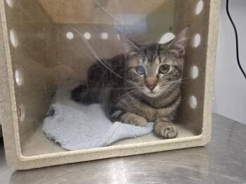 Domestic Short Hair Cats Available for Adoption in Kent, Washington - LILI | PetCurious
