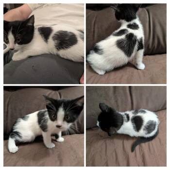 Domestic Short Hair Cats Available for Adoption in Long Beach, California - Bingo | PetCurious