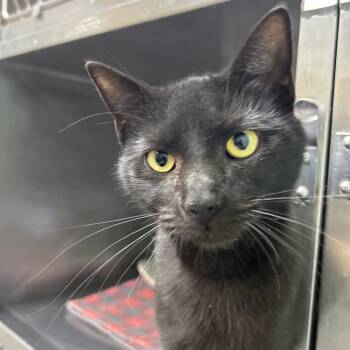 Rescue Domestic Short Hair Cats for Adoption in Ridgely, Maryland - Bacon | PetCurious