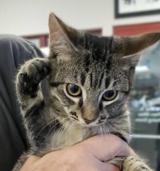 Domestic Short Hair Cats Available for Adoption - Dustin | PetCurious