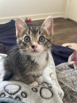 Sid -  Domestic Short Hair Cat for Adoption in Fort Mill, South Carolina - Sid | PetCurious