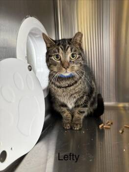 Domestic Short Hair Cats Available for Adoption - Lefty | PetCurious