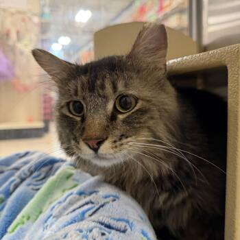 Domestic Long Hair Cats Available for Adoption in Chandler, Arizona - Romeo | PetCurious