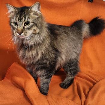Rescue Domestic Medium Hair Cats for Adoption in Coos Bay, Oregon - Diego/ Henry | PetCurious