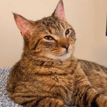 Bob -  Domestic Short Hair Cat for Adoption in Chicago, Illinois - Bob | PetCurious