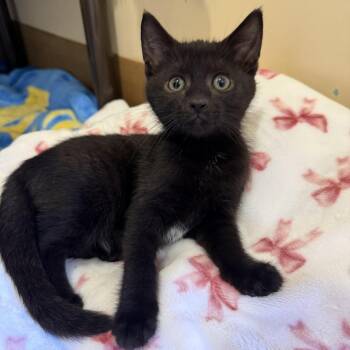 Wednesday -  Domestic Short Hair Cat for Adoption in Agoura Hills, California - Wednesday | PetCurious