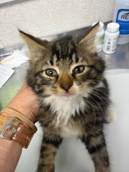 Broccoli -  Domestic Medium Hair Cat for Adoption in Pomona, New York - Broccoli | PetCurious