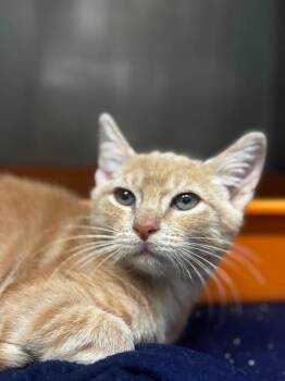 Ducky -  Domestic Short Hair Cat for Adoption in Sebastian, Florida - Ducky | PetCurious