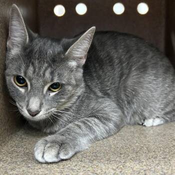 Glenfiddich -  Domestic Short Hair Cat for Adoption in Galveston, Texas - Glenfiddich | PetCurious