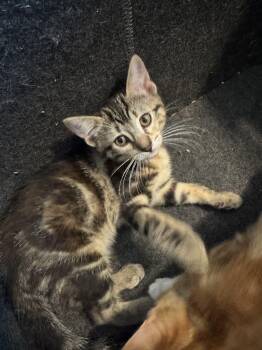 Kiwi -  Domestic Short Hair Cat for Adoption in Farmington, Minnesota - Kiwi | PetCurious
