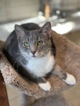 Fluffy -  Domestic Short Hair Cat for Adoption in Lacon, Illinois - Fluffy | PetCurious