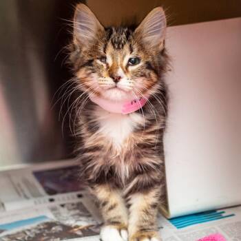 Albon -  Domestic Long Hair and Domestic Short Hair Cat for Adoption in Hattiesburg, Mississippi - Albon | PetCurious