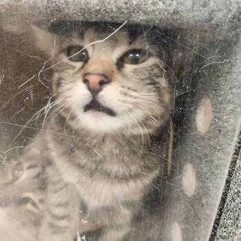Tumbleweed -  Domestic Short Hair Cat for Adoption in Reno, Nevada - Tumbleweed | PetCurious