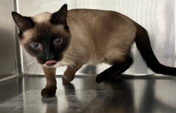 Rescue Siamese Cats for Adoption in Labelle, Florida - Tink | PetCurious