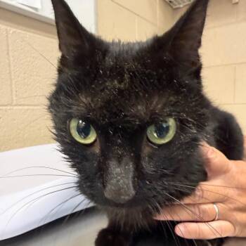 Mindy -  Domestic Medium Hair Cat for Adoption in Troy, Virginia - Mindy | PetCurious