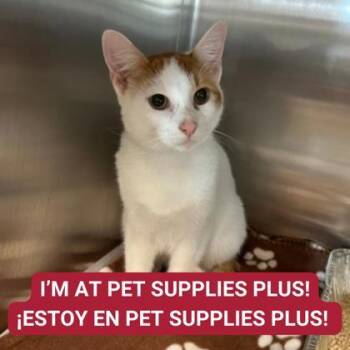 Rescue Domestic Short Hair Cats for Adoption in Carrollton, Texas - Mac | PetCurious