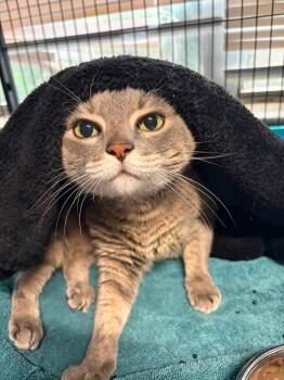 Kitty Marie -  Domestic Short Hair Cat for Adoption in Sebastian, Florida - Kitty Marie | PetCurious