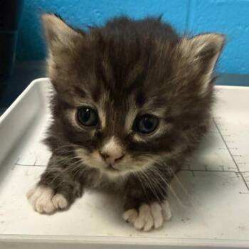 Branch Connally -  Domestic Short Hair Cat Available for Adoption in Cheyenne, Wyoming - Branch Connally | PetCurious