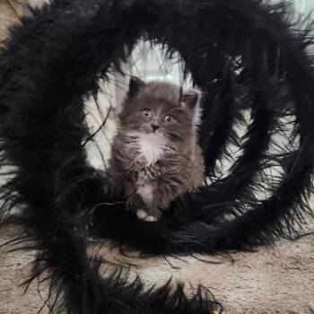 Domestic Short Hair Cats Available for Adoption - Greyson (Special Needs) | PetCurious