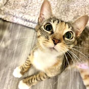 Lady Bug -  Domestic Short Hair Cat for Adoption in Carencro, Louisiana - Lady Bug | PetCurious