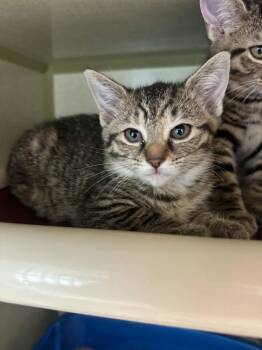 Chicken -  Domestic Short Hair Cat for Adoption in Marion, Ohio - Chicken | PetCurious