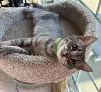 Rescue Domestic Short Hair Cats for Adoption in Whittier, California - Danny | PetCurious