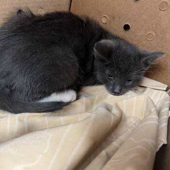 Rescue Domestic Short Hair Cats for Adoption in St. Louis, Missouri - Little Mickey | PetCurious
