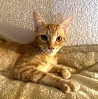 Ozzy Moon -  Domestic Short Hair and Tabby Cat for Adoption in Chandler, Arizona - Ozzy Moon | PetCurious